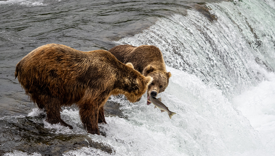 Salmon Run in Canada